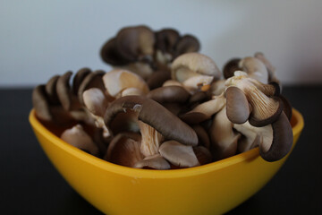 De belles pleurotes au menu