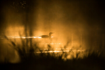 Loon in silhouette swim in a pond in morning light