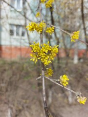 Yellow flowers in green grass in early spring. A clearing with yellow flowers in the forest. Blooming on a sunny spring day