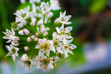 De petites fleurs blanches 