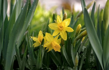 Zółte Kwiaty ( Narcissus jonquilla )