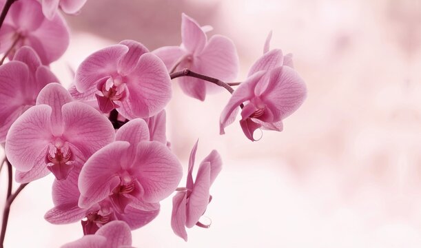 Kwiaty Orchidea Images – Browse 220 Stock Photos, Vectors, and Video |  Adobe Stock