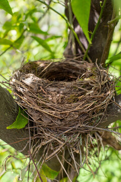 An empty nest is located on a tree with green foliage illuminated by the sun. A bird's nest on a tree is represented by a close-up.