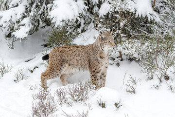 Luchs im Schnee