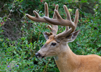 Naklejka na ściany i meble White-tailed deer buck in the early morning light with velvet antlers in summer in Canada