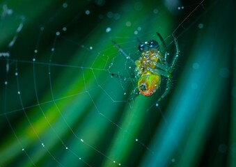 spider on web