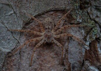 spider on the ground