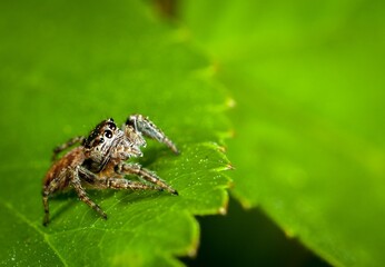 spider on a leaf