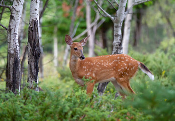 Naklejka na ściany i meble White-tailed fawn standing in the forest in a Canadian summer