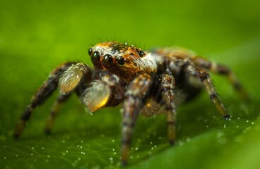 spider on a leaf