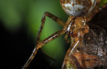 spider on a leaf