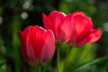 Close up of red tulip flowers blurring in focus.