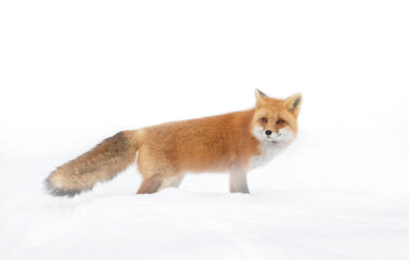 Red fox Vulpes vulpes isolated on white background with bushy tail hunting through the freshly fallen snow in Algonquin Park in Canada