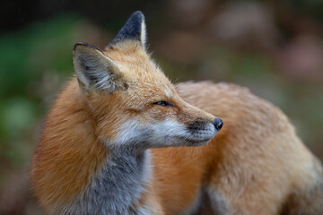 Closeup of a wild red fox (vulpes vulpes) looking at camera in Canada