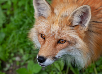 Closeup of a wild red fox (vulpes vulpes) looking at camera in Canada