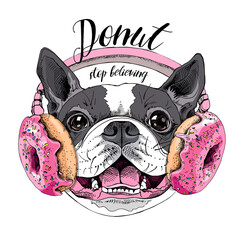Portrait of the smiling funny Boston Terrier dog in the Headphones with pink Donuts. Humor card, t-shirt composition, hand drawn style print. Vector illustration. - 496464701