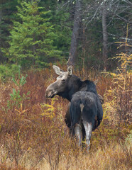 Cow moose and calf Alces alces standing in a field in Algonquin Park, Canada in autumn
