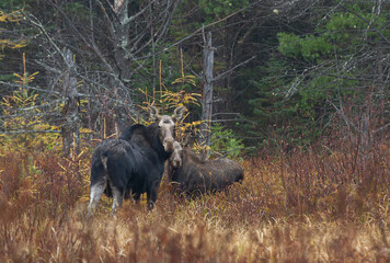 Fototapeta na wymiar Cow moose and calf Alces alces standing in a field in Algonquin Park, Canada in autumn