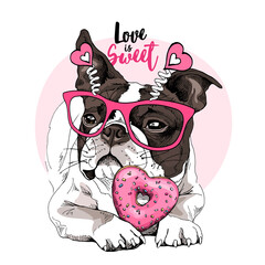 Card of a Valentine's Day. Chilling funny Boston Terrier dog in the pink glasses with hearts and with the donut. Humor card, t-shirt composition, hand drawn style print. Vector illustration. - 496464783
