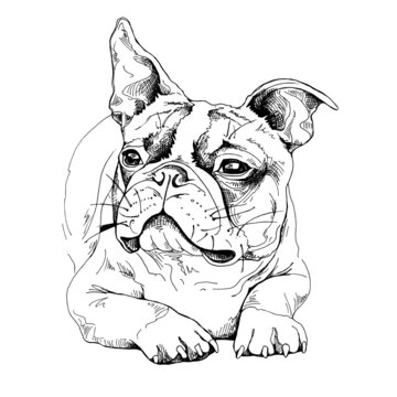 Portrait of a chilling funny Boston Terrier dog. Humor card, t-shirt composition, hand drawn style print. Vector black and white illustration.