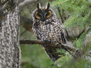 Long-eared owl sitting on pine tree branch in early spring