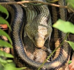 Yellow Rat Snake eating a squirrel nature is as cruel as it is beautiful