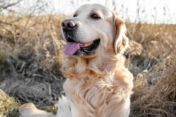 Golden retriever dog outdoors