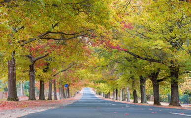 Beautiful street with colourful leaves in Autumn in Macedon Range, Victoria, Australia.