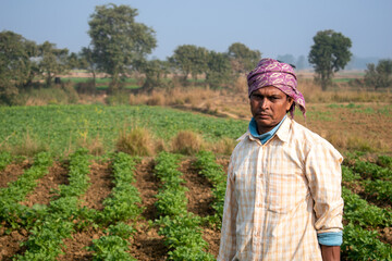 An Indian farmer is standing in the vast grain field with a turban on his head with a sad face. 