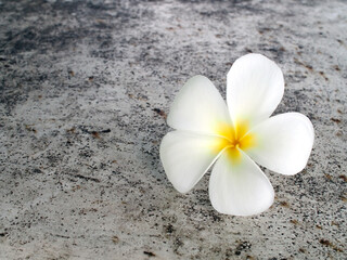 Fototapeta na wymiar single pure white plumeria or frangipani flower on grunge concrete floor, tropical flower falling on ground, close up with copy space