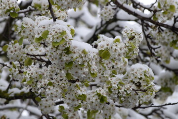 Snow surprise on Apple blossom