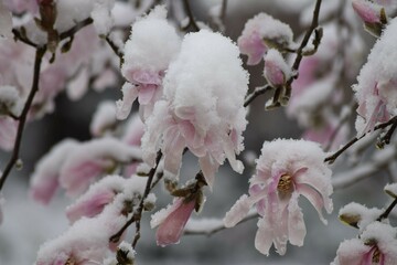 Snow on Magnolia Blossoms © Juergen