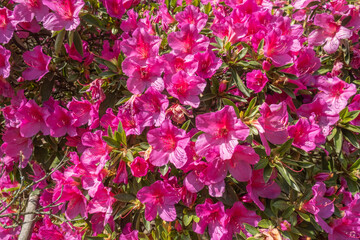 Pink-red flowers on a bush in the park