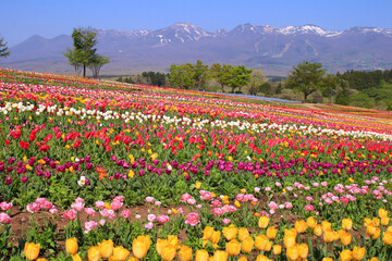 那須町　那須フラワーワールドのチューリップ畑