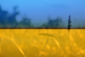 Ukraine war. Spikelets gold color, backlit, natural summer background. Photo of wheat field at sunrise sun burst. glitter overlay. Flag Ukraine
