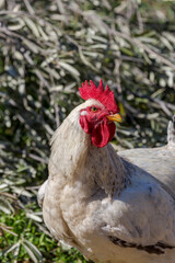 Agriculture. Beautiful, bright rooster close-up