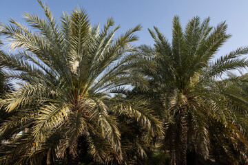 Fototapeta na wymiar Palm trees in a village in Nizwa 