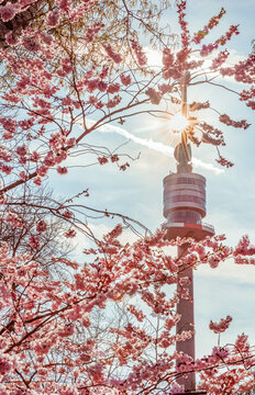 Vienna, Austria: Danube tv tower among pink cherry blossom