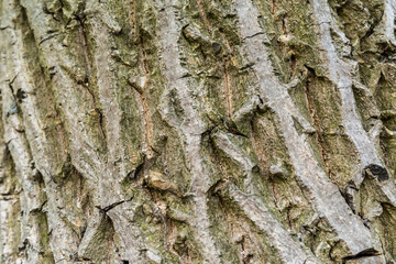 closeup of walnut bark