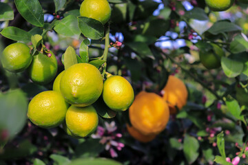Green lemon on the tree blurred green background, an excellent source of vitamin C. blurred green lime on the tree.