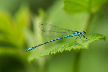 Łątka dzieweczka na zielonym liściu