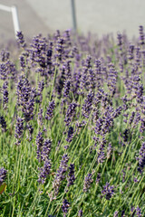 Lavender flowers in the garden. Lavandula Angustifolia in the bloom.