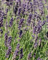 Lavender flowers in the garden. Lavandula Angustifolia in the bloom.