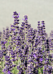 Obraz premium Lavender flowers in the garden. Lavandula Angustifolia in the bloom.
