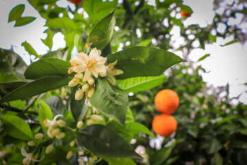 Orange blossom neroli with orange fruits and green leaves in background. Ripe fruit hanging on branch.