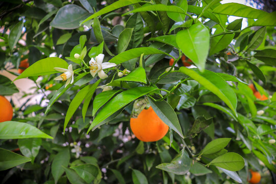 Orange blossom neroli with orange fruits and green leaves in background. Ripe fruit hanging on branch.