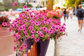Fototapeta premium Purple flowers in flower pots on veranda of summer cafe. Petunia decorate summer terrace of restaurant. Sunlight.