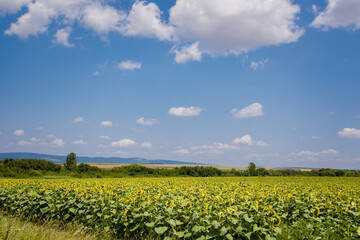 Sunflowers in Bulgaria under blue sky