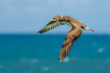 Immature Northern Gannet in Flight