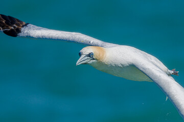 Northern Gannet in Flight